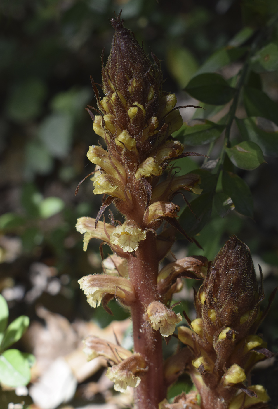 Image of Orobanche hederae specimen.