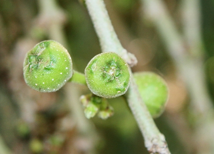 Image of Ficus hispida specimen.