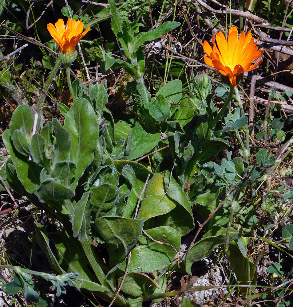 Изображение особи Calendula officinalis.