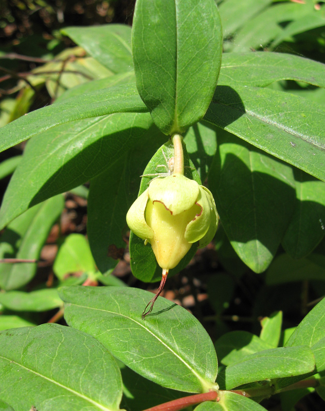 Image of Hypericum calycinum specimen.