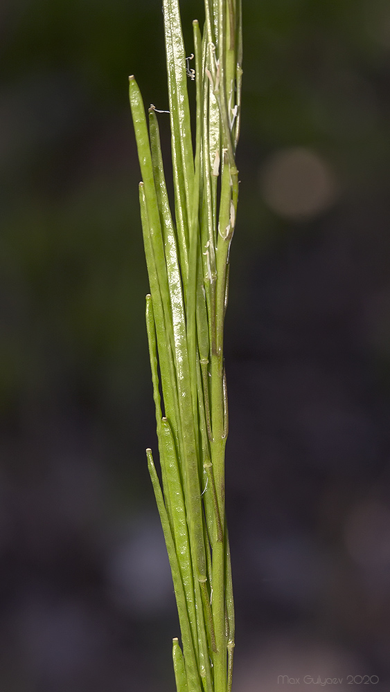 Изображение особи Arabis sagittata.