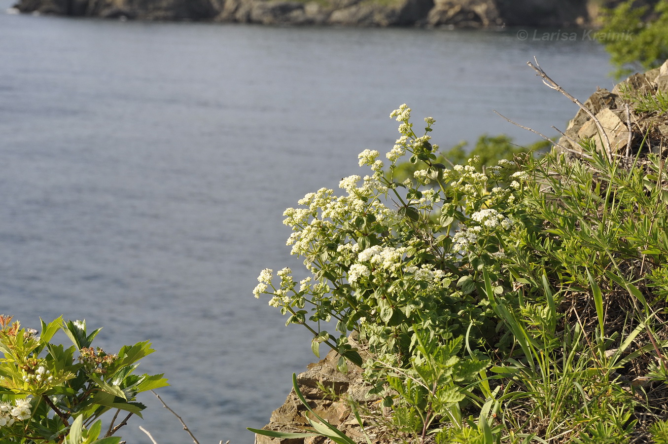 Image of Galium platygalium specimen.