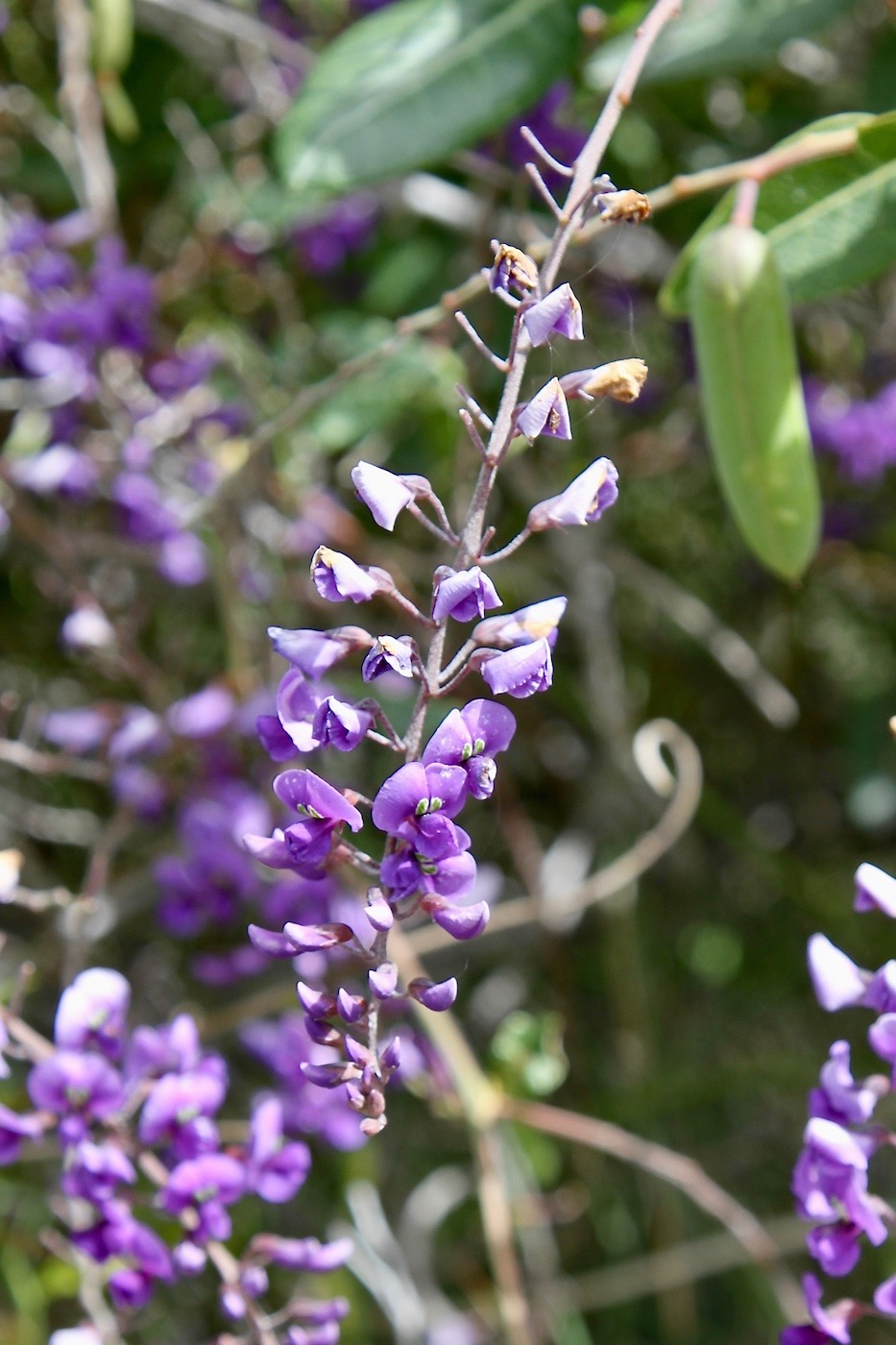 Image of Hardenbergia comptoniana specimen.