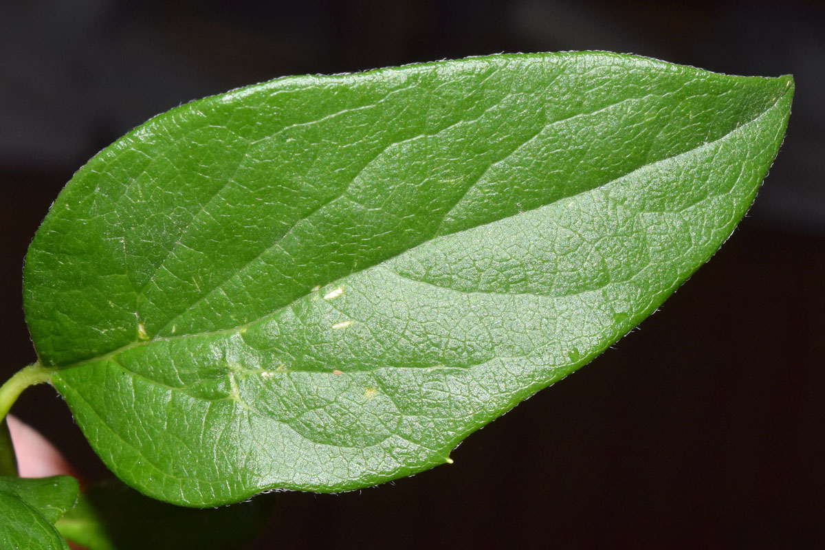 Изображение особи Philadelphus inodorus.