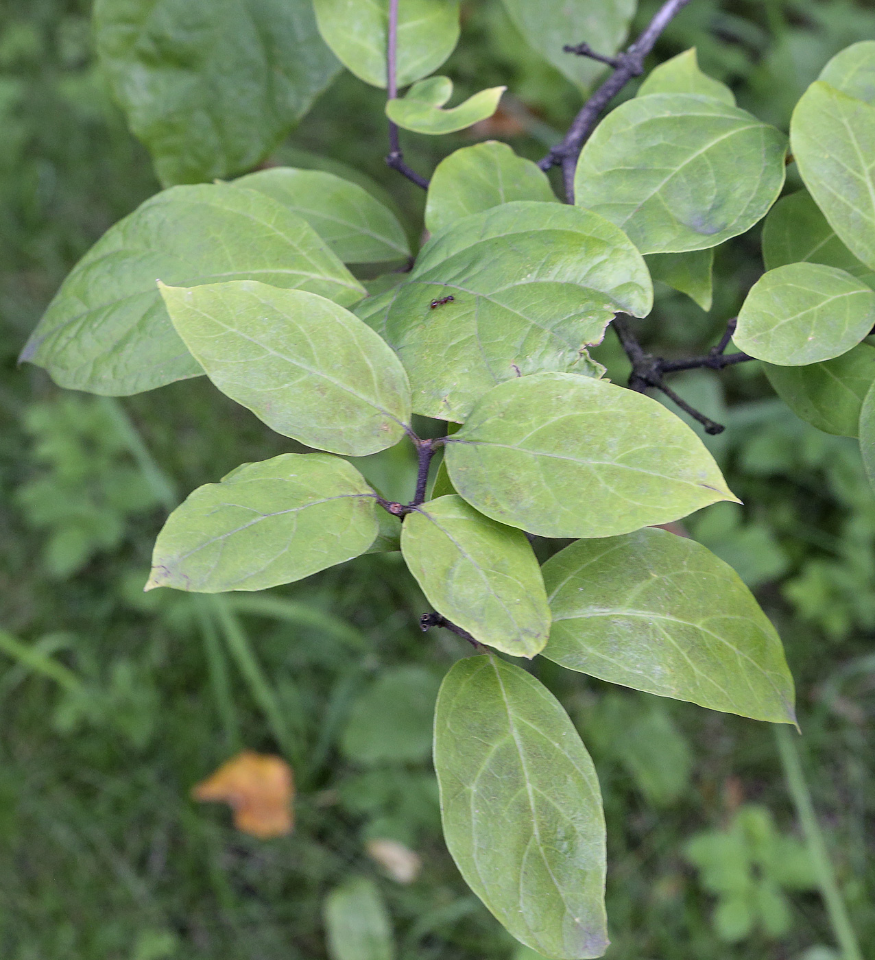 Изображение особи Calycanthus floridus.