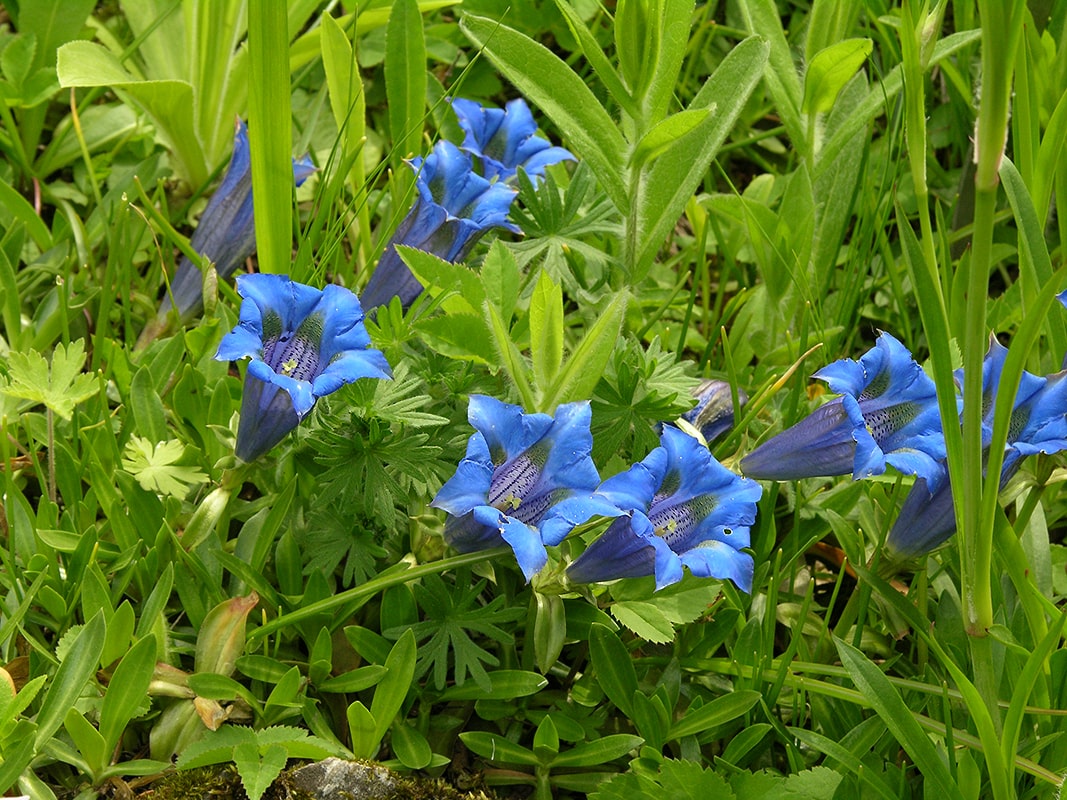 Изображение особи Gentiana dinarica.