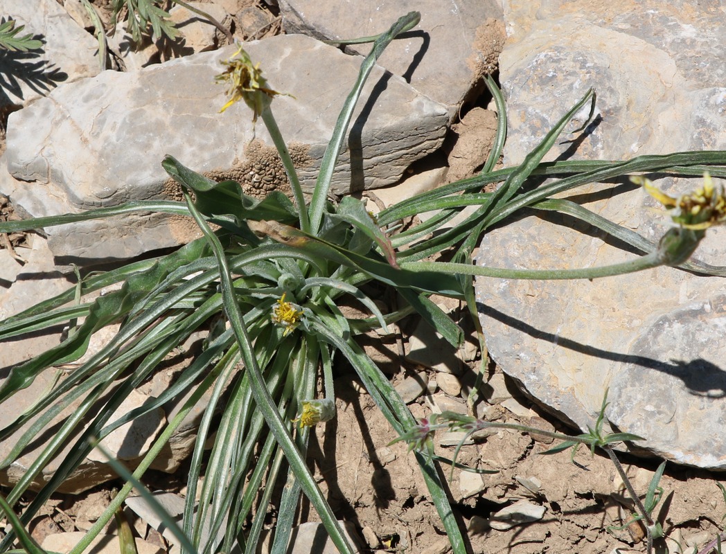 Изображение особи Scorzonera leptophylla.