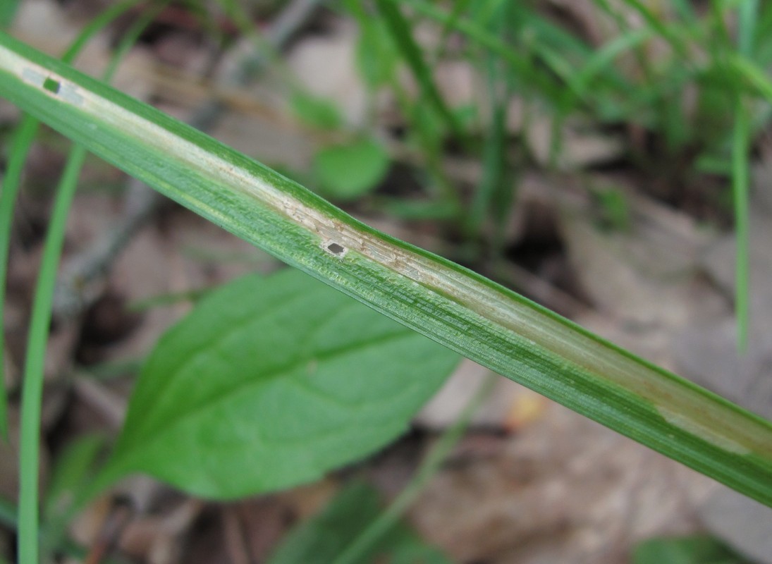 Image of genus Carex specimen.