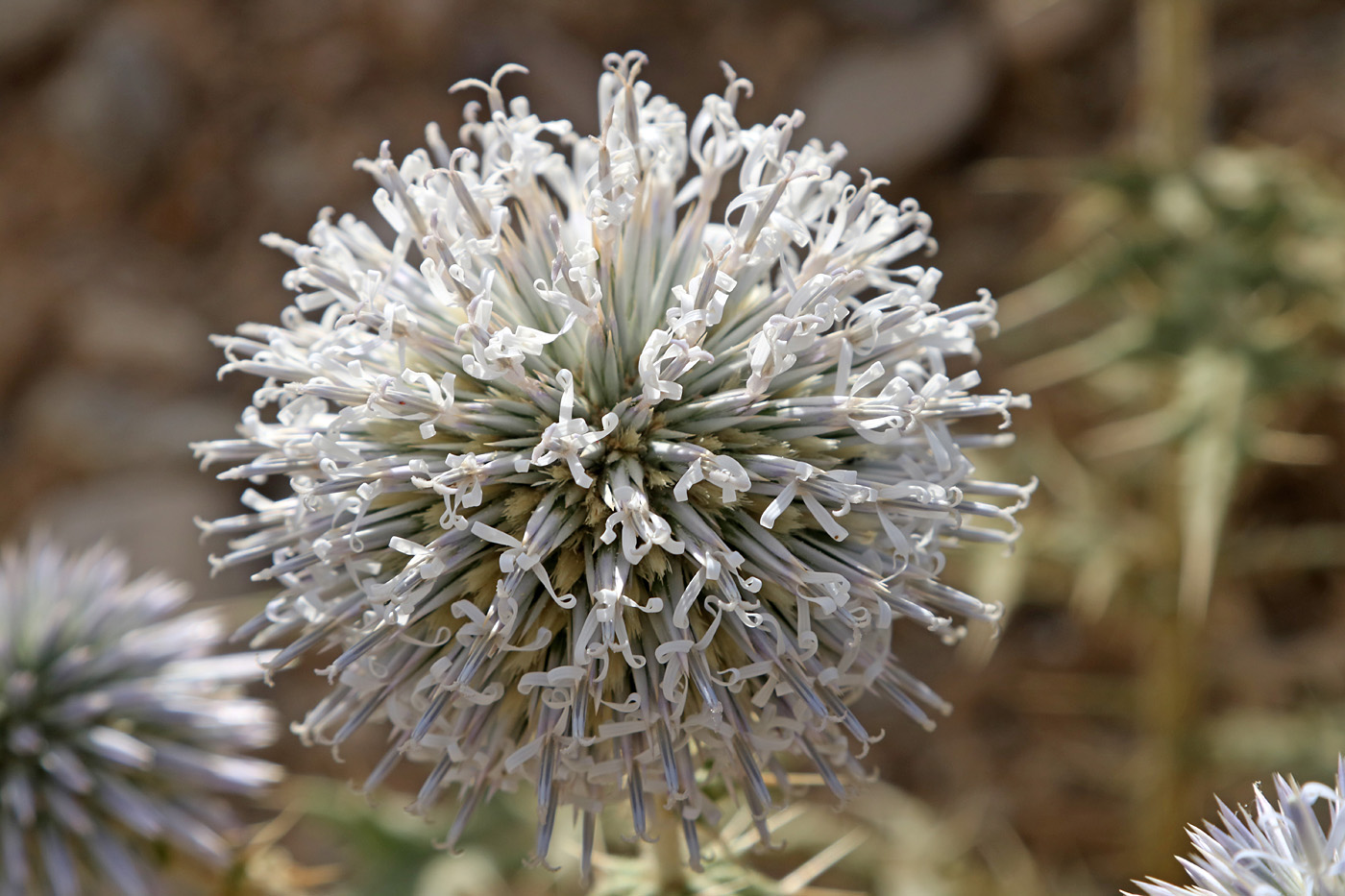 Image of Echinops leucographus specimen.