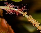 Acalypha wilkesiana