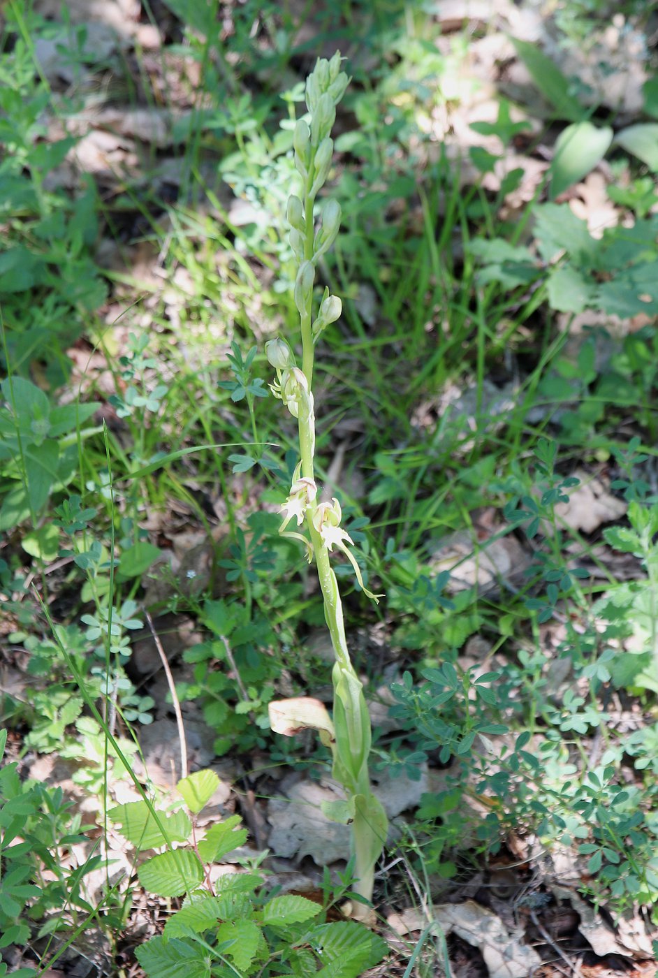 Image of Himantoglossum caprinum specimen.