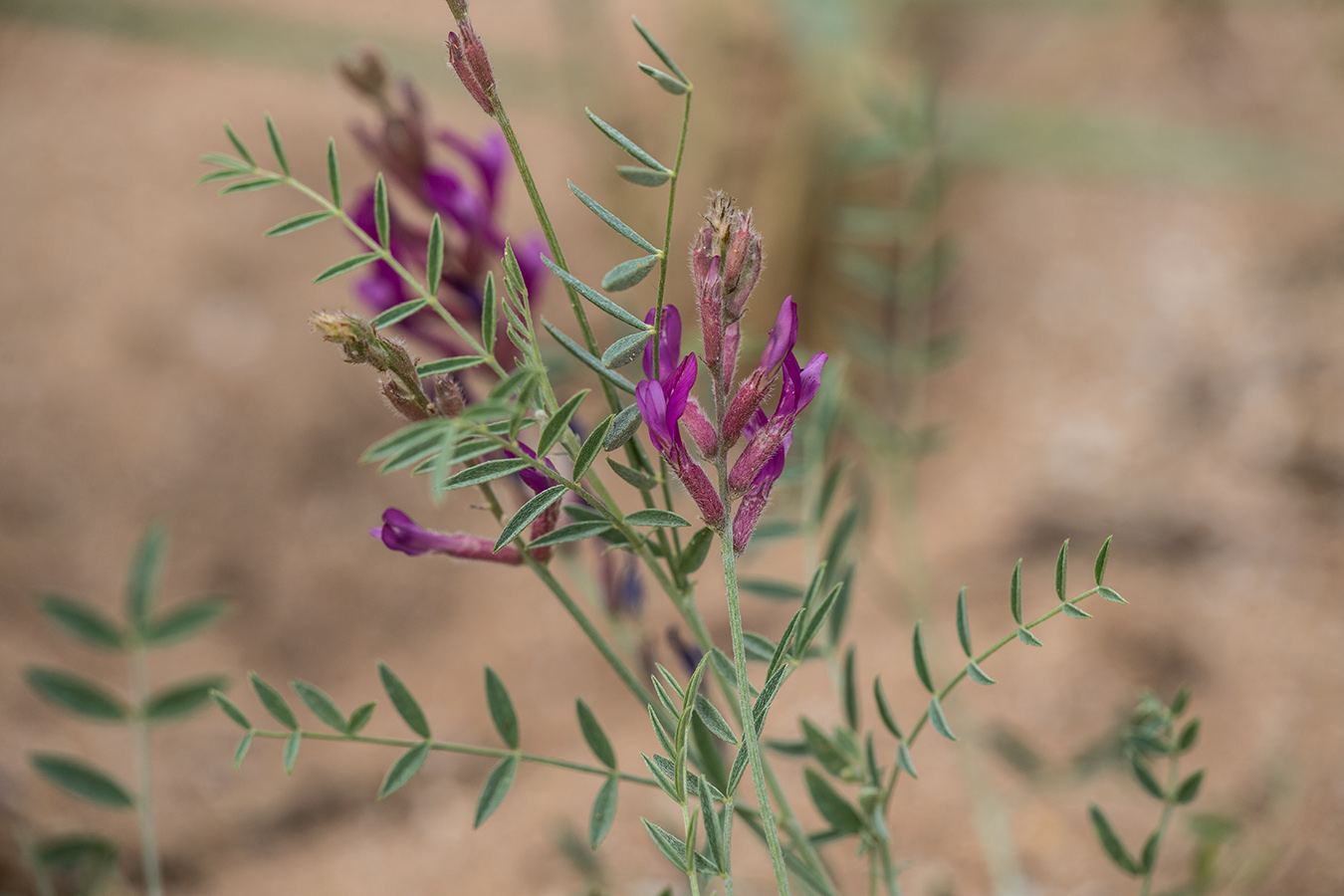 Изображение особи Astragalus varius.