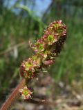 Micranthes hieraciifolia. Соцветие. Магаданская обл., Ольский р-н, окр. пгт Ола, бассейн р. Ола, долина р. Угликан, ивняк. 28.06.2021.