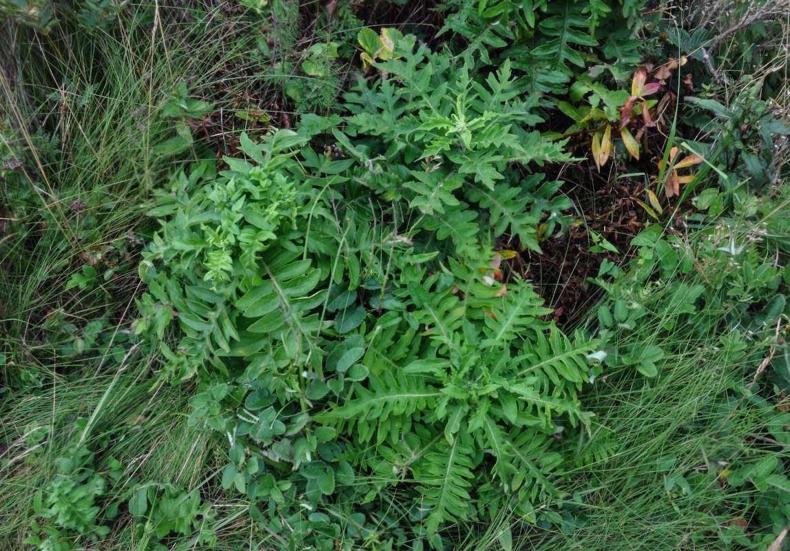 Image of Saussurea pulchella specimen.