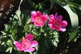 Paeonia officinalis. Верхушка цветущего растения. Томская обл., Томск, Академгородок, в культуре. 07.06.2020.