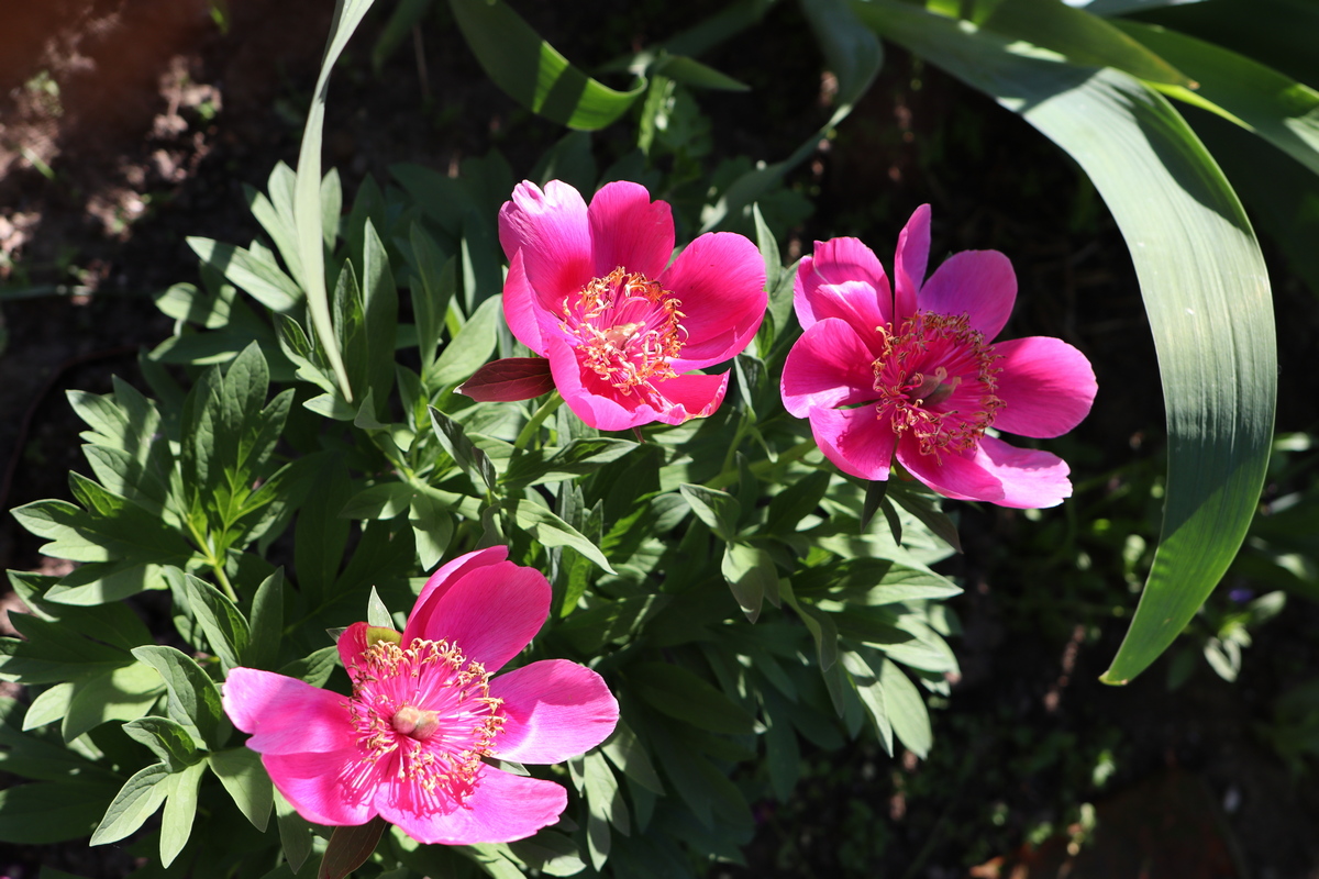 Image of Paeonia officinalis specimen.