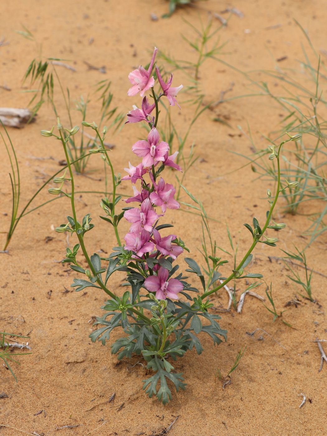 Изображение особи Delphinium camptocarpum.