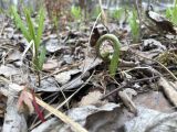 Pteridium japonicum. Молодая разворачивающаяся вайя. Хабаровский край, г. Комсомольск-на- Амуре, Силинский лес. 19.05.2022.