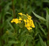 genus Erysimum. Соцветие с цветками, бутонами и жуком. Республика Ингушетия, Джейрахский р-н, окр. урочища Цори, подножие башенного комплекса Цори, высота ок. 1760 м н.у.м., высокотравный луг. 18 июня 2022 г.