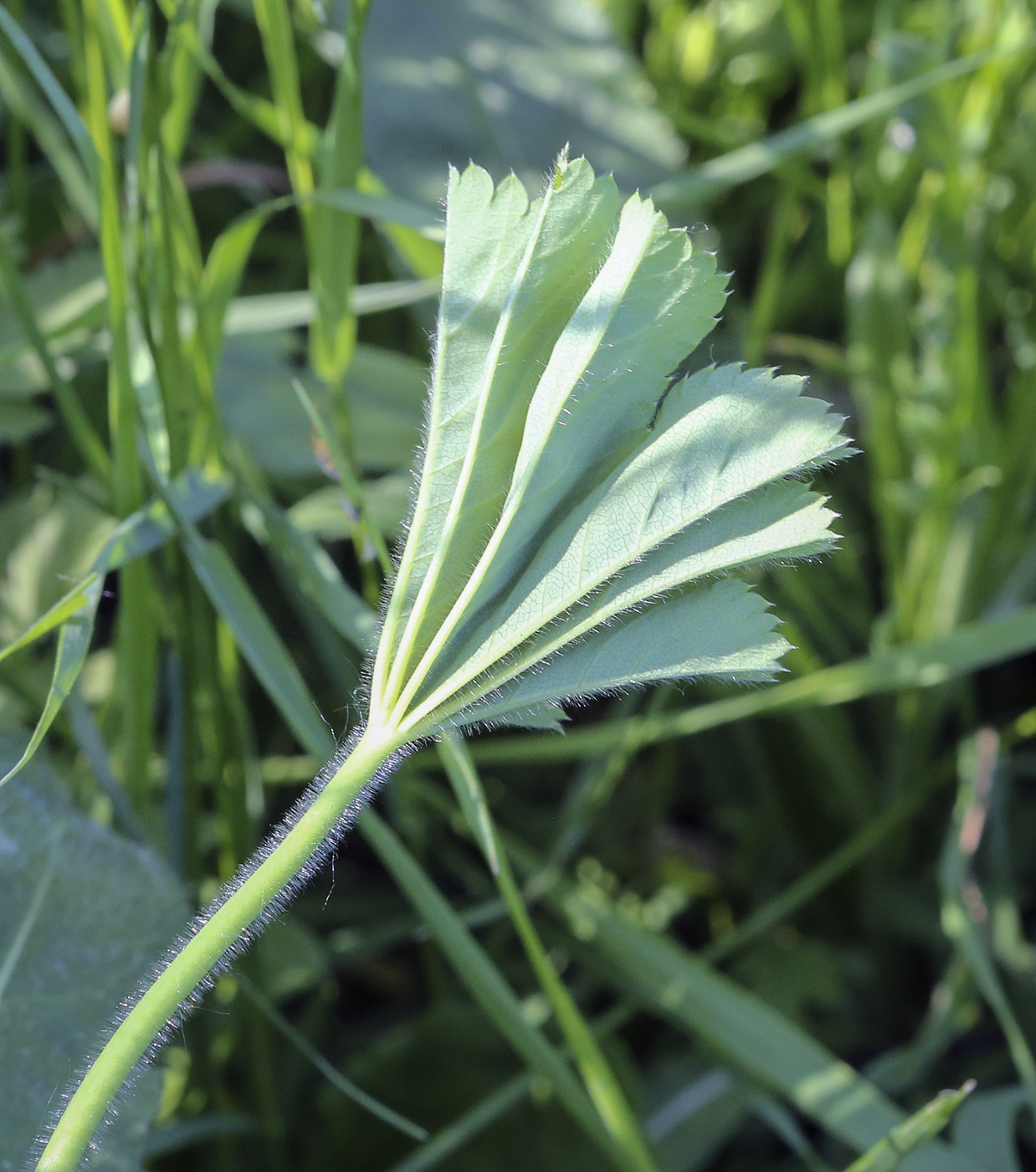 Image of genus Alchemilla specimen.