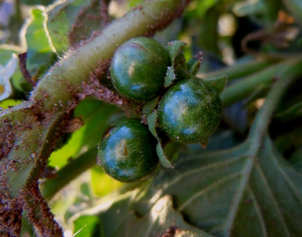 Изображение особи Solanum physalifolium.