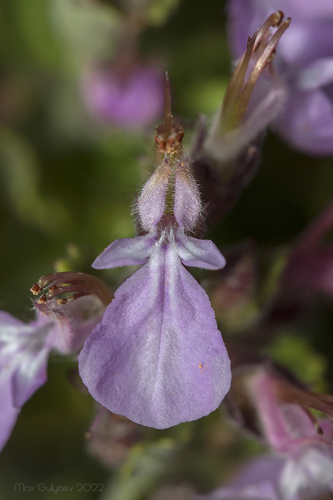 Image of Teucrium chamaedrys specimen.