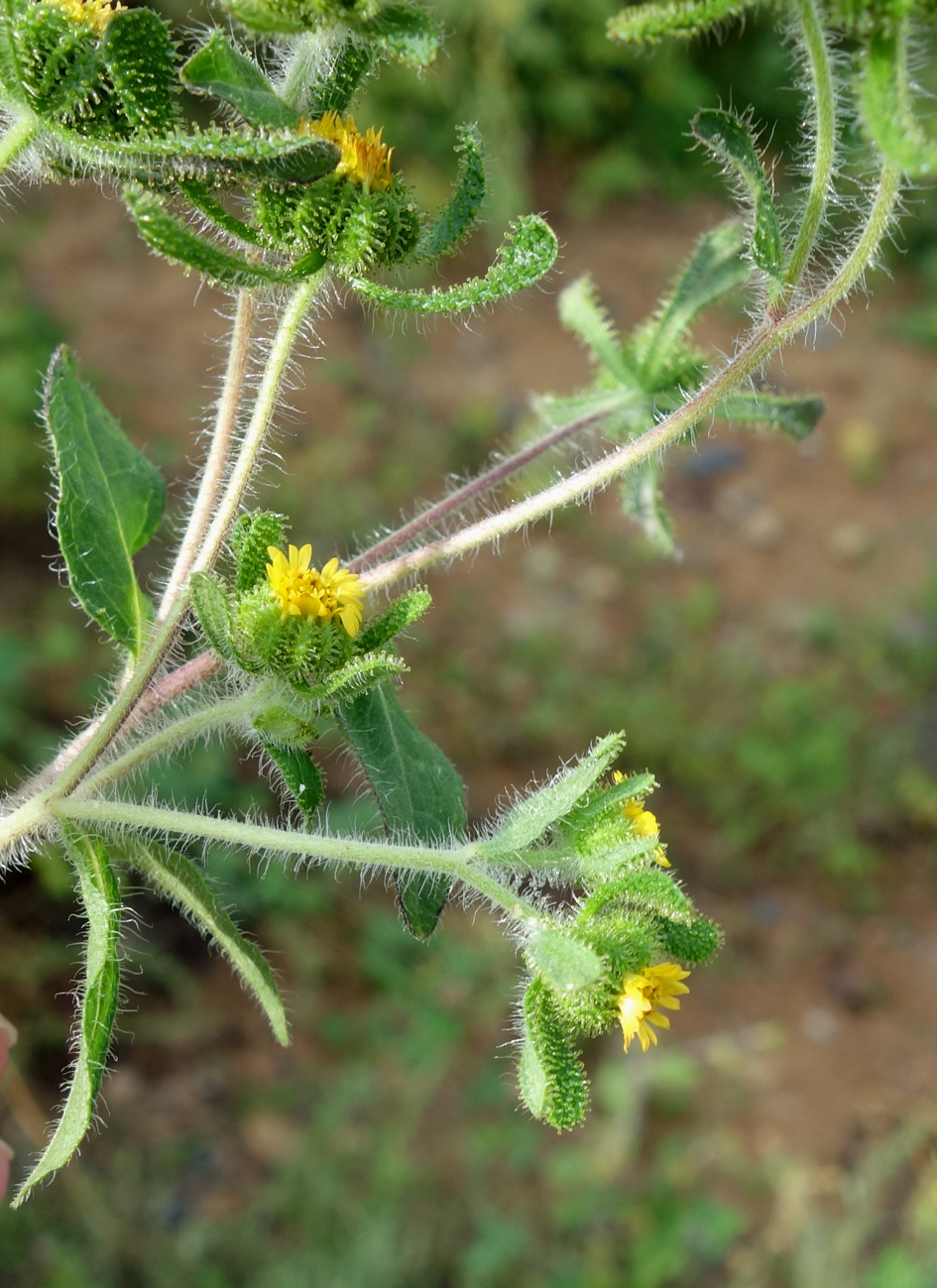 Image of Sigesbeckia orientalis specimen.