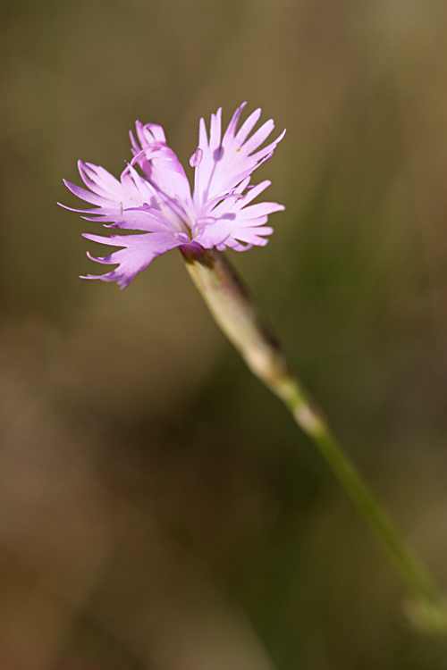 Изображение особи Dianthus karataviensis.