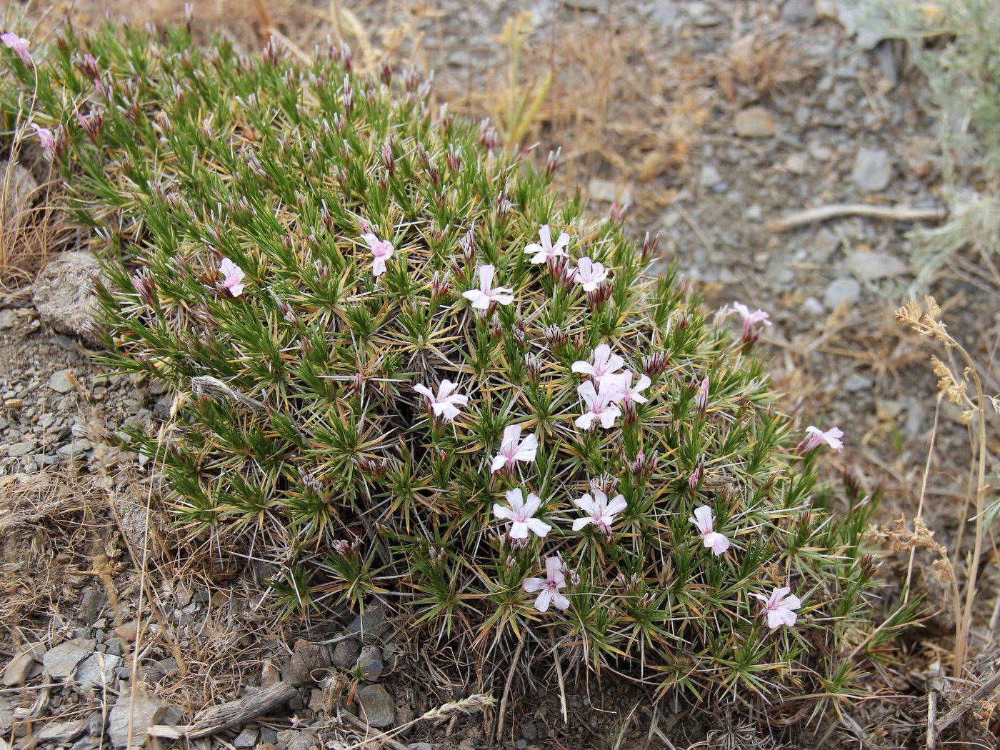 Изображение особи Acantholimon erythraeum.