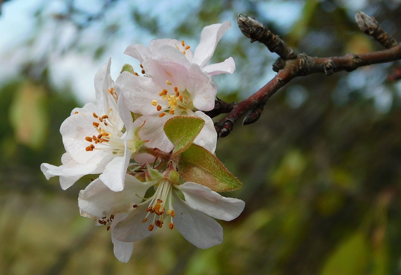 Изображение особи род Malus.