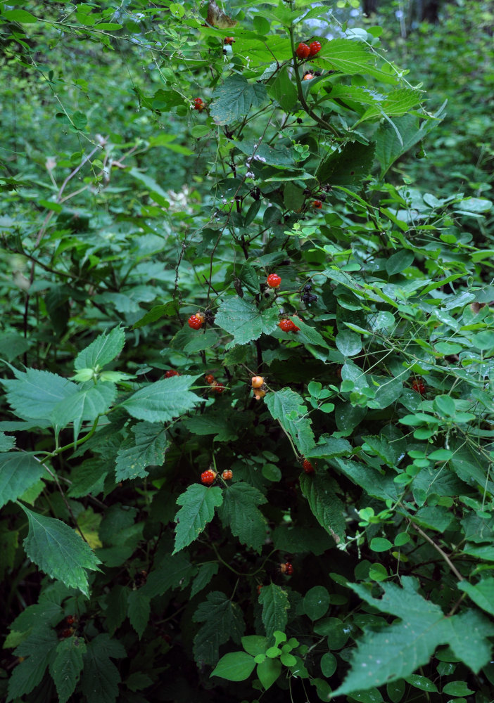 Изображение особи Rubus crataegifolius.