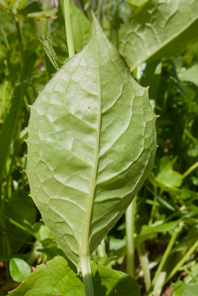 Image of Crepis caucasica specimen.