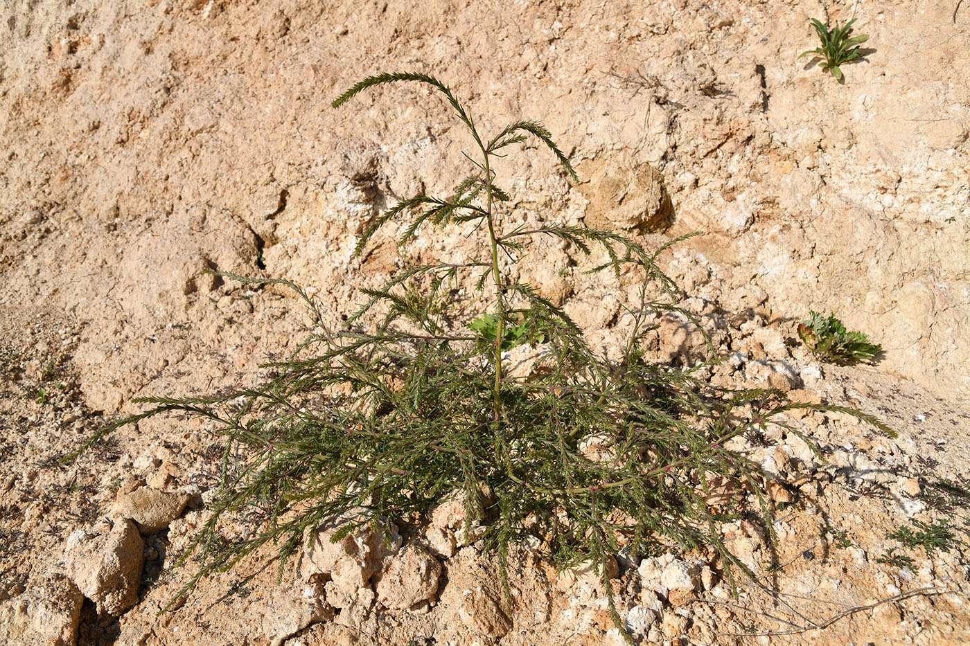 Image of genus Salsola specimen.