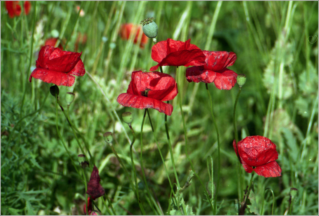 Image of Papaver rhoeas specimen.