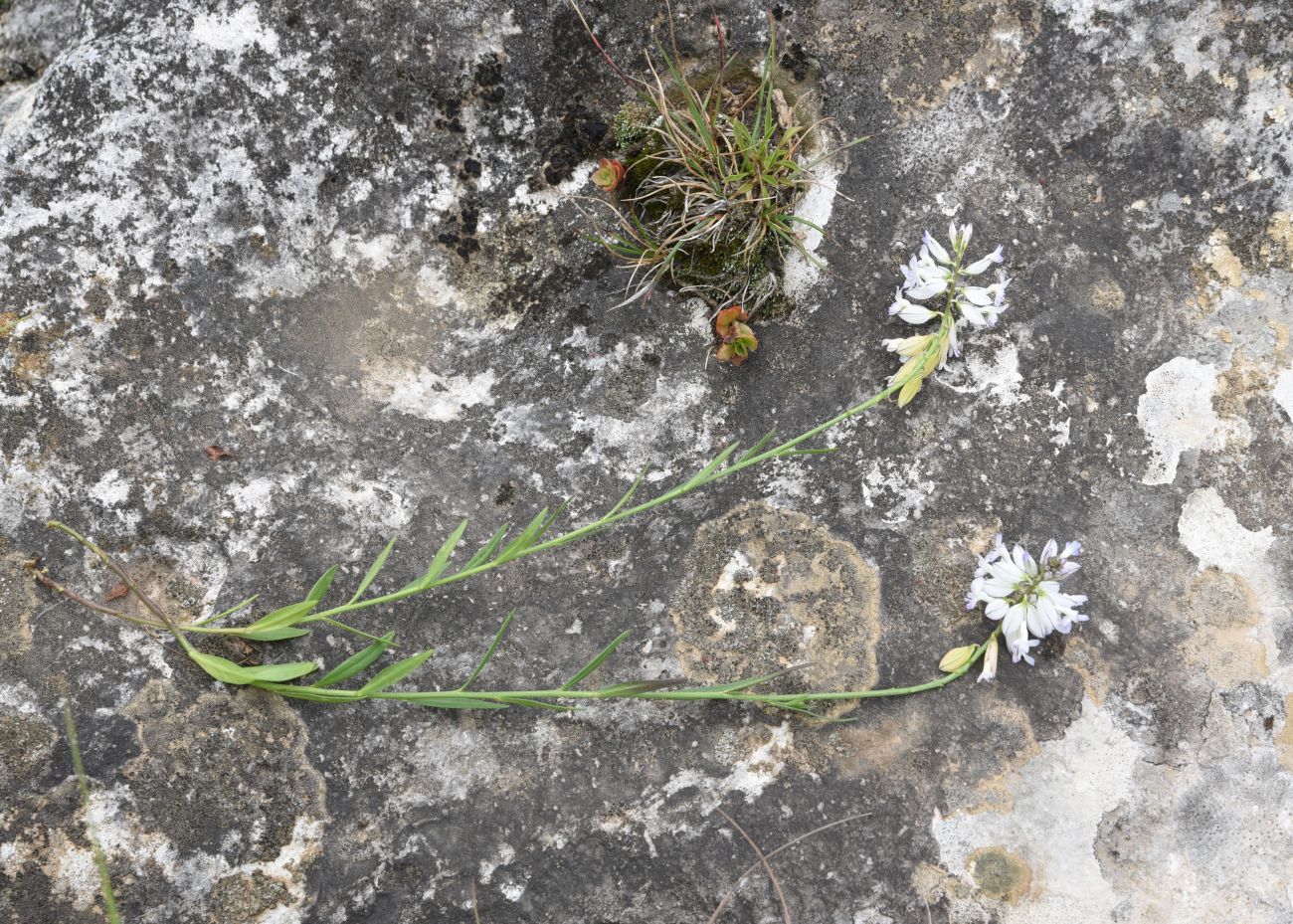 Image of Polygala caucasica specimen.