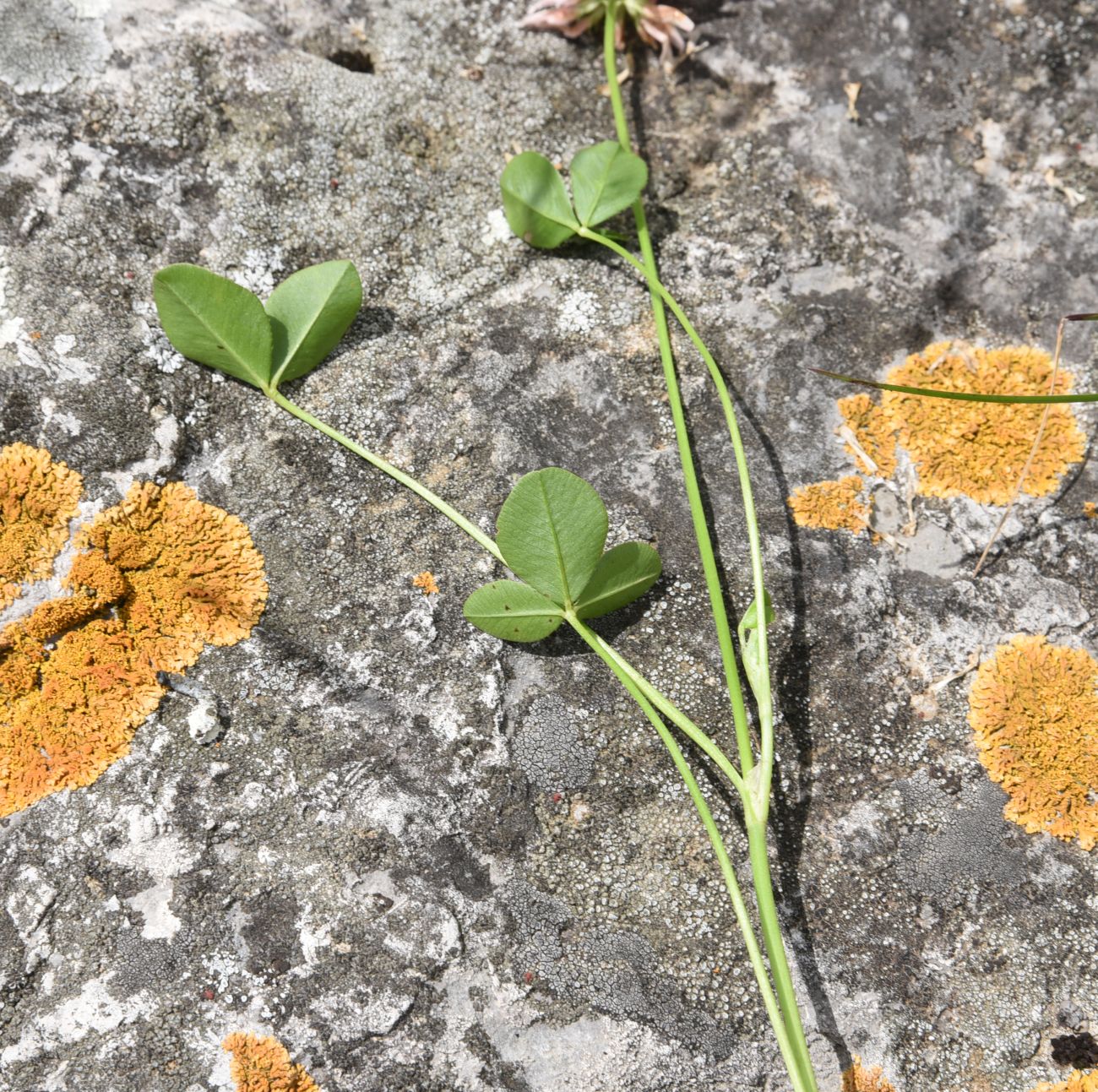 Изображение особи Trifolium ambiguum.