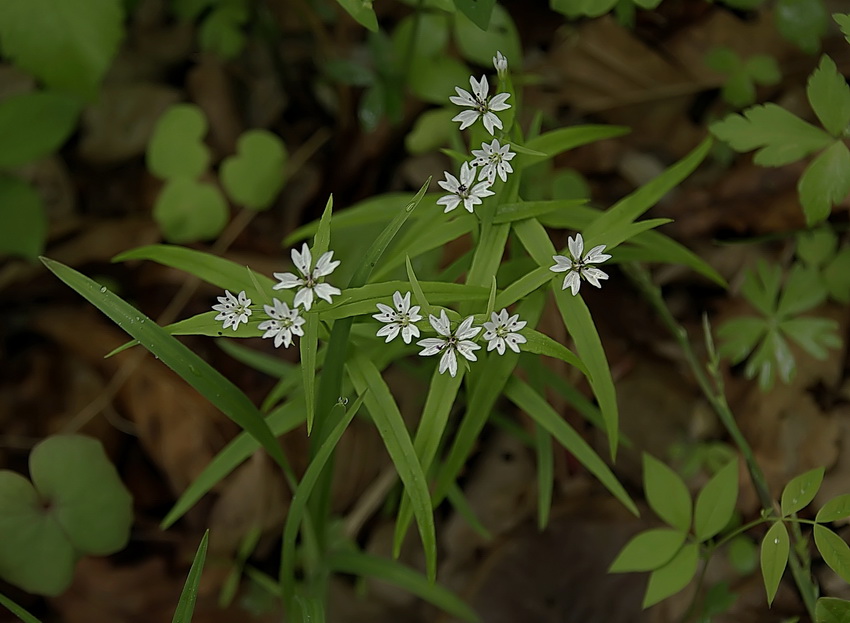 Изображение особи Pseudostellaria sylvatica.