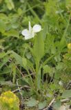 Viola accrescens