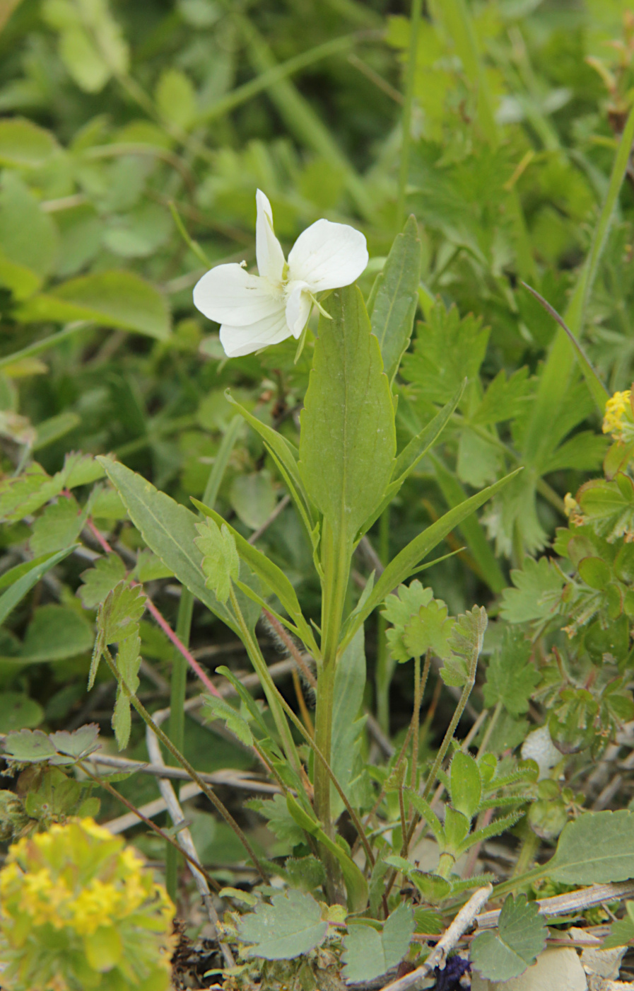 Изображение особи Viola accrescens.