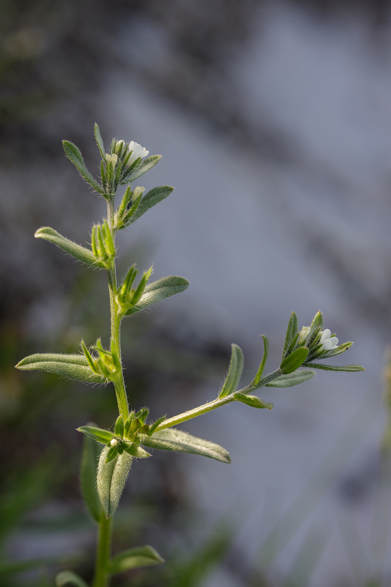 Image of Buglossoides arvensis specimen.