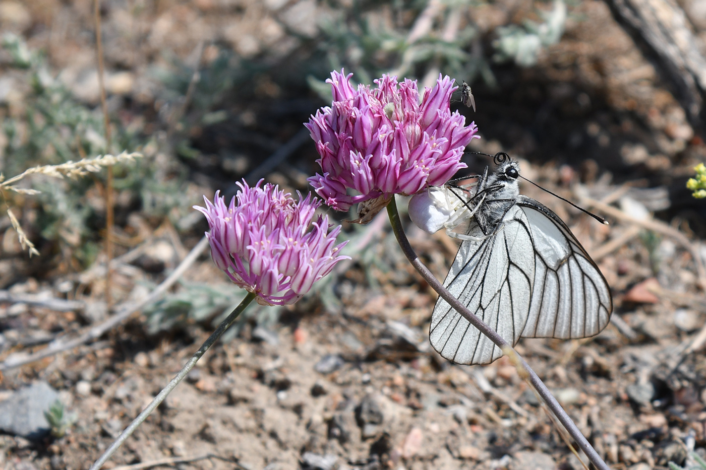 Image of Allium lasiophyllum specimen.