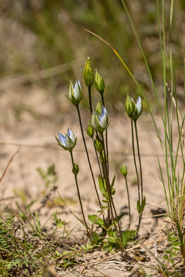 Изображение особи Lomatogonium carinthiacum.