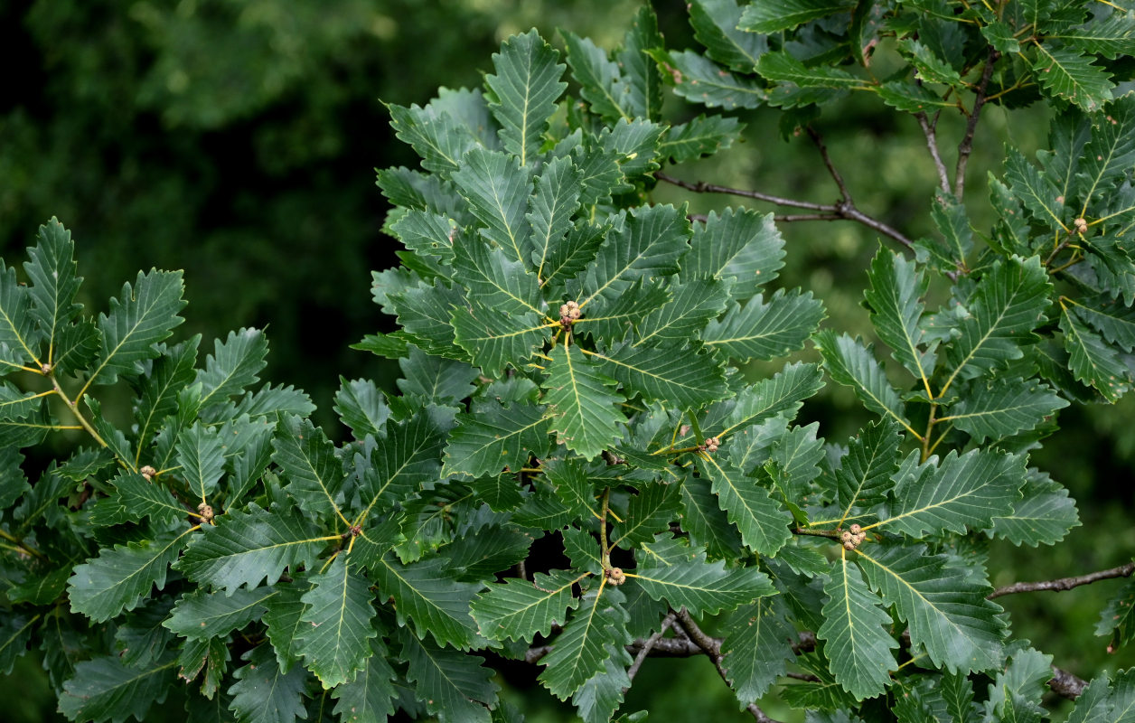 Image of Quercus petraea specimen.