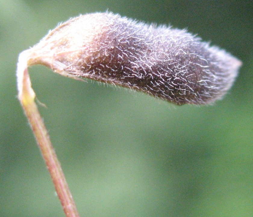 Шерстяк волосистый семена фото