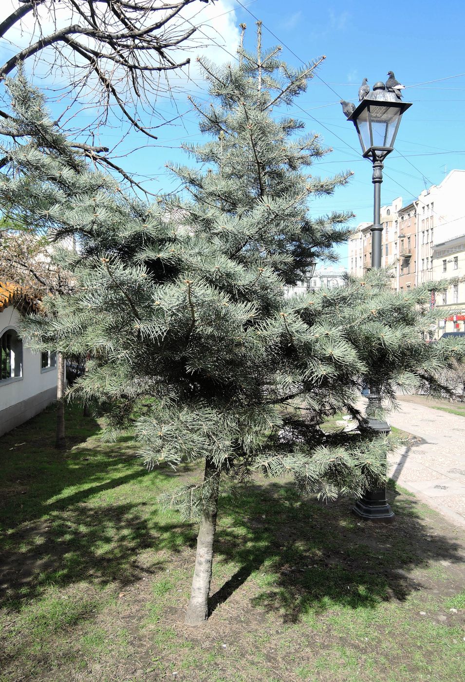 Image of Abies concolor specimen.