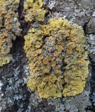 Xanthoria parietina