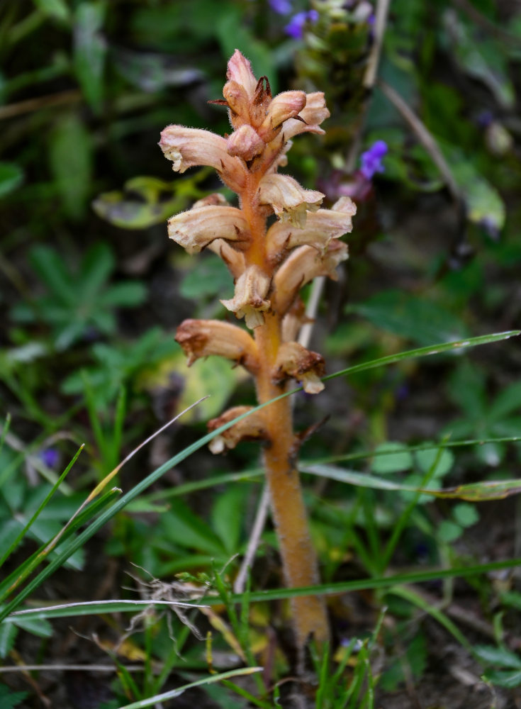 Изображение особи род Orobanche.