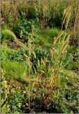Setaria viridis. Цветущее растение. Чувашия, окр. г. Шумерля, ст. Кумашка, ж.-д. насыпь. 24 августа 2009 г.