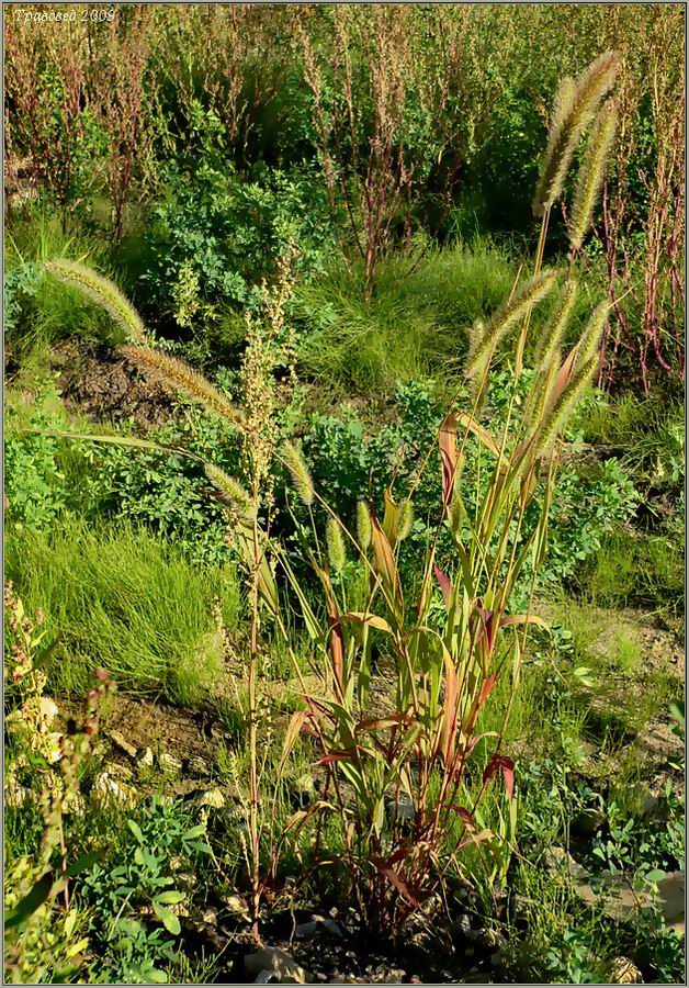 Image of Setaria viridis specimen.