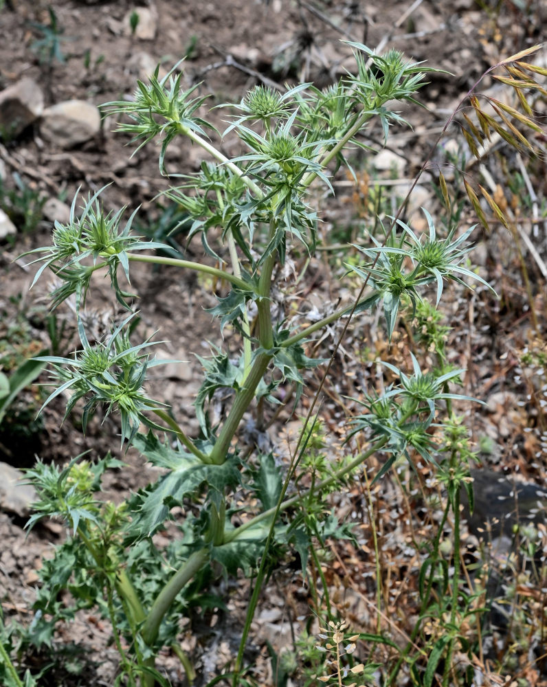 Image of Eryngium billardieri specimen.